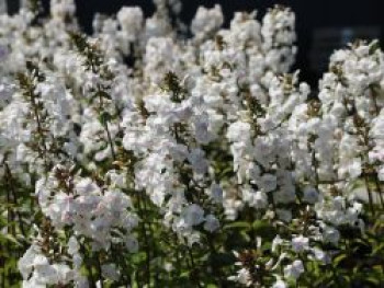 Flammenblume 'Delta', Phlox maculata 'Delta', Topfware von Phlox maculata 'Delta'