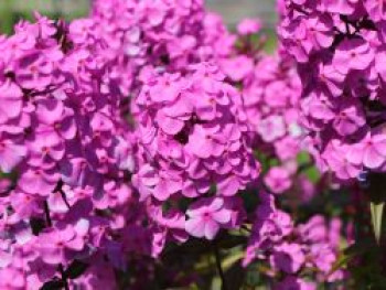 Flammenblume 'Magnificense', Phlox maculata 'Magnificense', Topfware von Phlox maculata 'Magnificense'