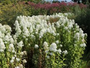 Flammenblume 'Mrs Lingard', Phlox maculata 'Mrs Lingard', Topfware von Phlox maculata 'Mrs Lingard'