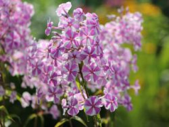 Wiesen-Flammenblume 'Natascha', Phlox maculata 'Natascha', Topfware von Phlox maculata 'Natascha'