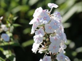 Flammenblume 'Omega', Phlox maculata 'Omega', Topfware von Phlox maculata 'Omega'
