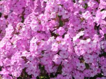 Flammenblume 'Rosalinde', Phlox maculata 'Rosalinde', Topfware von Phlox maculata 'Rosalinde'