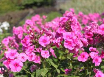 Hohe Flammenblume 'Adessa ® Rose Eye', Phlox paniculata 'Adessa ® Rose Eye', Topfware von Phlox paniculata 'Adessa ® Rose Eye'