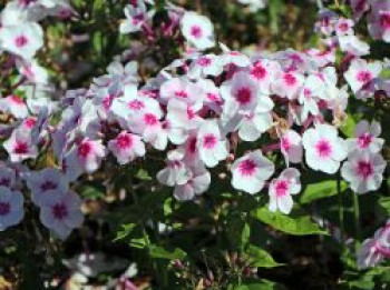 Hohe Flammenblume 'Adessa Pink Star', Phlox paniculata 'Adessa Pink Star', Topfware von Phlox paniculata 'Adessa Pink Star'