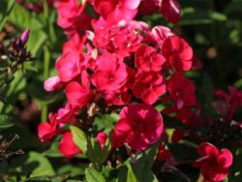 Hohe Flammenblume 'Adessa Red' ®, Phlox paniculata 'Adessa Red' ®, Topfware von Phlox paniculata 'Adessa Red' ®