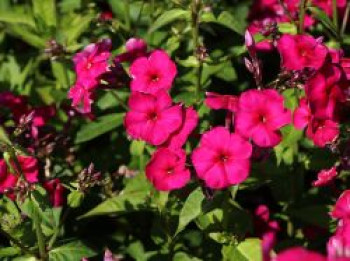 Hohe Flammenblume 'Adessa Special Fire' ®, Phlox paniculata 'Adessa Special Fire' ®, Containerware von Phlox paniculata 'Adessa Special Fire' ®