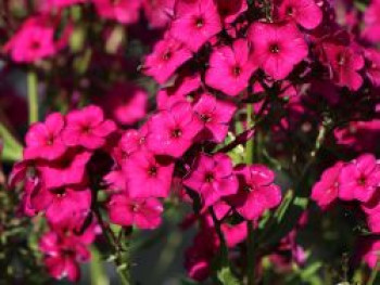Hohe Flammenblume 'Aida', Phlox paniculata 'Aida', Topfware von Phlox paniculata 'Aida'