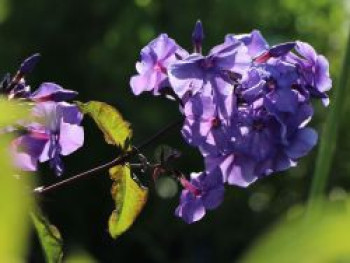 Hohe Flammenblume 'Amethyst', Phlox paniculata 'Amethyst', Topfware von Phlox paniculata 'Amethyst'
