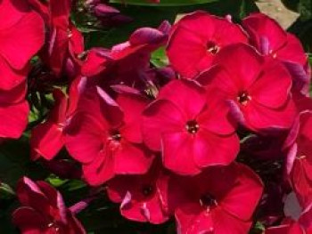 Flammenblume 'Bambini Cherry Crush', Phlox paniculata 'Bambini Cherry Crush', Topfware von Phlox paniculata 'Bambini Cherry Crush'