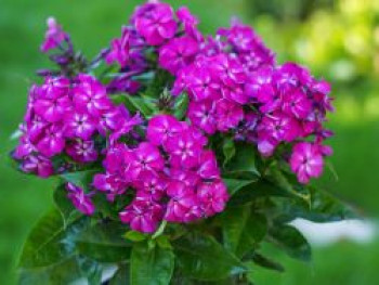Flammenblume 'Bambini Desire', Phlox paniculata 'Bambini Desire', Topfware von Phlox paniculata 'Bambini Desire'