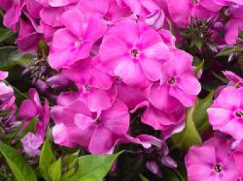 Flammenblume 'Bambini Primadonna', Phlox paniculata 'Bambini Primadonna', Topfware von Phlox paniculata 'Bambini Primadonna'