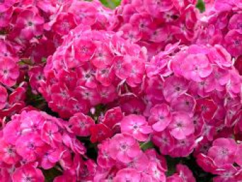 Flammenblume 'Bambini Sweet Tart', Phlox paniculata 'Bambini Sweet Tart', Topfware von Phlox paniculata 'Bambini Sweet Tart'