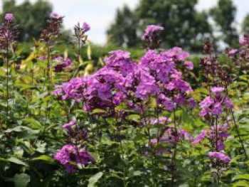 Hohe Flammenblume 'Blue Boy', Phlox paniculata 'Blue Boy', Topfware von Phlox paniculata 'Blue Boy'