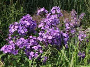 Hohe Flammenblume 'Blue Paradise', Phlox paniculata 'Blue Paradise', Containerware von Phlox paniculata 'Blue Paradise'