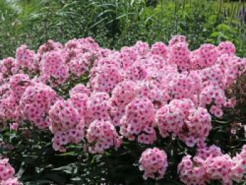 Hohe Flammenblume 'Bright Eyes', Phlox paniculata 'Bright Eyes', Containerware von Phlox paniculata 'Bright Eyes'