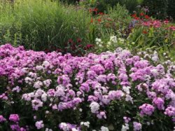 Hohe Flammenblume 'Cool Water', Phlox paniculata 'Cool Water', Topfware von Phlox paniculata 'Cool Water'