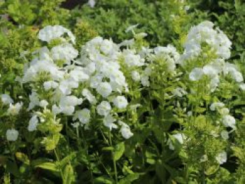 Hohe Flammenblume 'Danielle', Phlox paniculata 'Danielle', Topfware von Phlox paniculata 'Danielle'