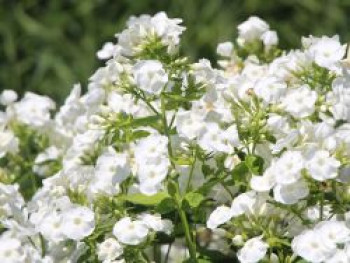 Hohe Garten-Flammenblume 'David', Phlox paniculata 'David', Topfware von Phlox paniculata 'David'