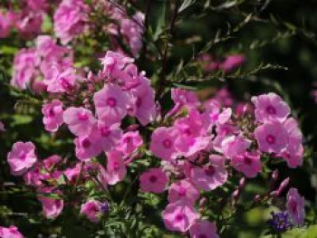 Hohe Flammenblume 'Dorffreude', Phlox paniculata 'Dorffreude', Topfware von Phlox paniculata 'Dorffreude'