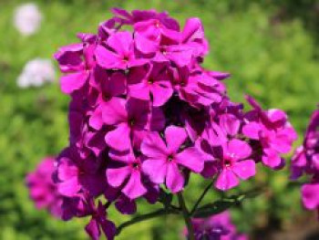Hohe Flammenblume 'Düsterlohe', Phlox paniculata 'Düsterlohe', Topfware von Phlox paniculata 'Düsterlohe'