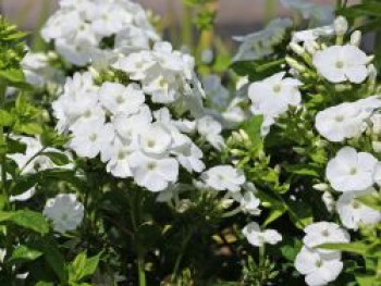 Hohe Flammenblume 'Dwarf White', Phlox paniculata 'Dwarf White', Topfware von Phlox paniculata 'Dwarf White'