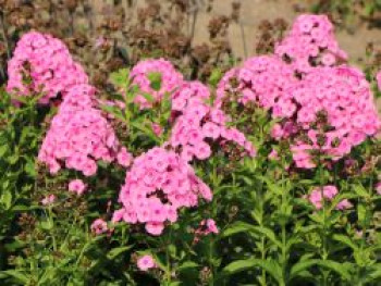 Hohe Flammenblume 'Elizabeth Arden', Phlox paniculata 'Elizabeth Arden', Topfware von Phlox paniculata 'Elizabeth Arden'