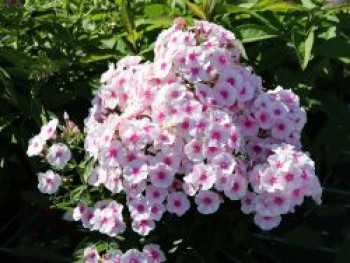Hohe Flammenblume 'Europa', Phlox paniculata 'Europa', Topfware von Phlox paniculata 'Europa'