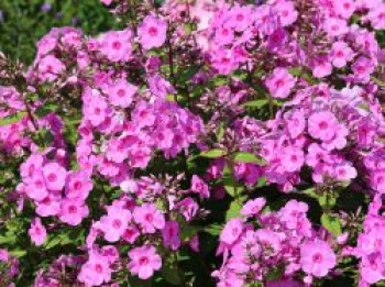 Hohe Flammenblume 'Eva Cullum', Phlox paniculata 'Eva Cullum', Topfware von Phlox paniculata 'Eva Cullum'