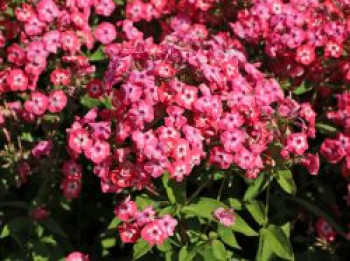 Hohe Flammenblume 'Famous Coral', Phlox paniculata 'Famous Coral', Topfware von Phlox paniculata 'Famous Coral'