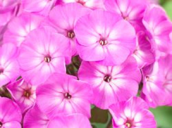 Hohe Flammenblume 'Famous Light Purple', Phlox paniculata 'Famous Light Purple', Topfware von Phlox paniculata 'Famous Light Purple'