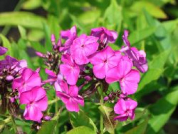 Hohe Flammenblume 'Famous Purple', Phlox paniculata 'Famous Purple', Topfware von Phlox paniculata 'Famous Purple'