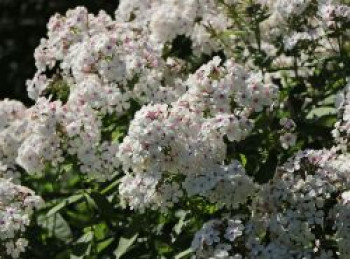 Hohe Flammenblume 'Famous White with Eye', Phlox paniculata 'Famous White with Eye', Topfware von Phlox paniculata 'Famous White with Eye'