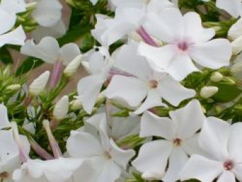 Hohe Flammenblume 'Famous White', Phlox paniculata 'Famous White', Topfware von Phlox paniculata 'Famous White'