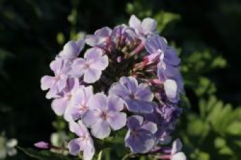 Flammenblume 'Franz Schubert', Phlox paniculata 'Franz Schubert', Topfware von Phlox paniculata 'Franz Schubert'