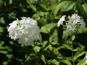 Hohe Flammenblume 'Fujiyama', Phlox paniculata 'Fujiyama', Topfware von Phlox paniculata 'Fujiyama'