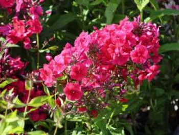 Hohe Flammenblume 'Grenadine Dream' ®, Phlox paniculata 'Grenadine Dream' ®, Topfware von Phlox paniculata 'Grenadine Dream' ®