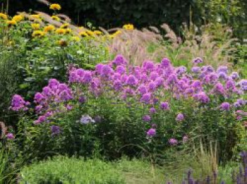 Hohen Flammenblume 'Hesperis', Phlox paniculata 'Hesperis', Topfware von Phlox paniculata 'Hesperis'