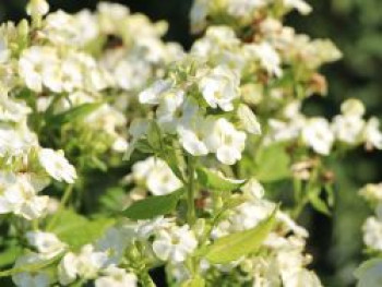 Hohe Flammenblume 'Jade', Phlox paniculata 'Jade', Topfware von Phlox paniculata 'Jade'
