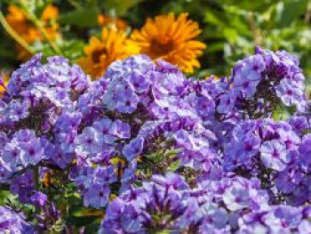 Hohe Garten Flammenblume 'Jeff's Blue', Phlox paniculata 'Jeff's Blue', Topfware von Phlox paniculata 'Jeff's Blue'