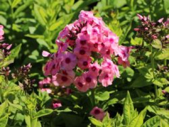 Hohe Flammenblume 'Jeff's Pink', Phlox paniculata 'Jeff's Pink', Topfware von Phlox paniculata 'Jeff's Pink'