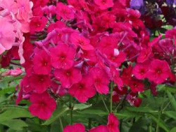 Hohe Flammenblume 'Kirchenfürst', Phlox paniculata 'Kirchenfürst', Topfware von Phlox paniculata 'Kirchenfürst'