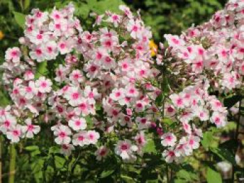 Hohe Flammenblume 'Kirmesländler', Phlox paniculata 'Kirmesländler', Topfware von Phlox paniculata 'Kirmesländler'