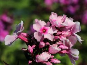 Hohe Flammenblume 'Landhochzeit', Phlox paniculata 'Landhochzeit', Topfware von Phlox paniculata 'Landhochzeit'