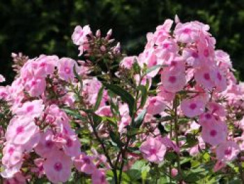 Hohe Flammenblume 'Landpartie', Phlox paniculata 'Landpartie', Topfware von Phlox paniculata 'Landpartie'