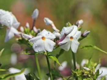 Hohe Flammenblume 'Minnie Pearl', Phlox paniculata 'Minnie Pearl', Topfware von Phlox paniculata 'Minnie Pearl'