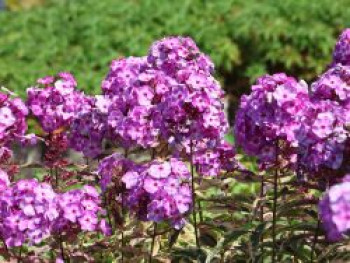 Flammenblume 'Olympus' ®, Phlox paniculata 'Olympus' ®, Containerware von Phlox paniculata 'Olympus' ®