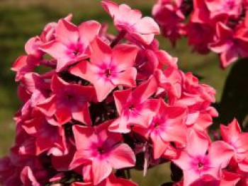 Hohe Flammenblume 'Orange' / 'Orange Perfection', Phlox paniculata 'Orange' / 'Orange Perfection', Topfware von Phlox paniculata 'Orange' / 'Orange Perfection'