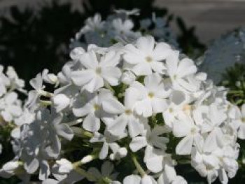 Hohe Flammenblume 'Pax', Phlox paniculata 'Pax', Topfware von Phlox paniculata 'Pax'