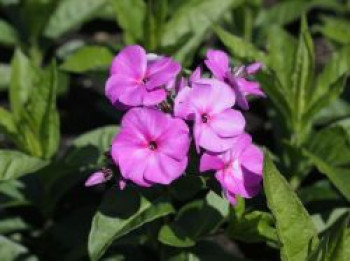 Hohe Flammenblume 'Peacock Lilac', Phlox paniculata 'Peacock Lilac', Topfware von Phlox paniculata 'Peacock Lilac'