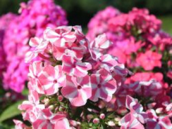 Hohe Flammenblume 'Peppermint Twist' ®, Phlox paniculata 'Peppermint Twist' ®, Topfware von Phlox paniculata 'Peppermint Twist' ®